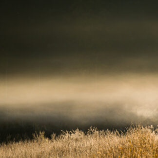 Elk in the Fog Canvas Wrap