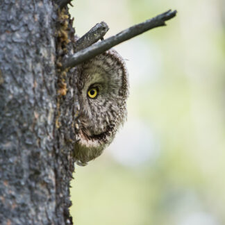 Great Grey Owl Peeking Canvas Wrap