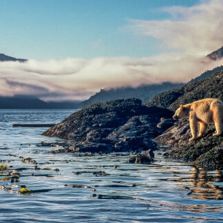 Spirit Bear in the Landscape Canvas Wrap