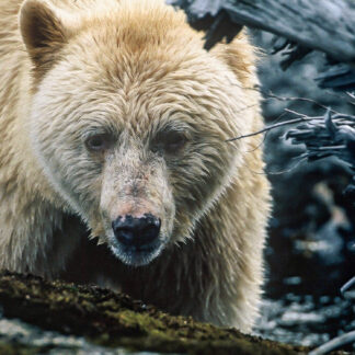 Spirit Bear Canvas Wrap